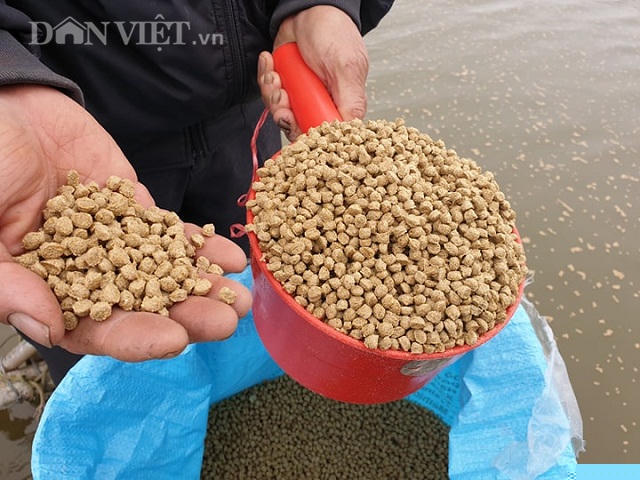 nam dinh: cho ca tram