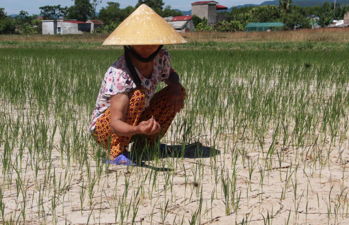 Hàng ngàn ha lúa hè thu chờ "chết khác" vì nắng nóng kéo dài.
