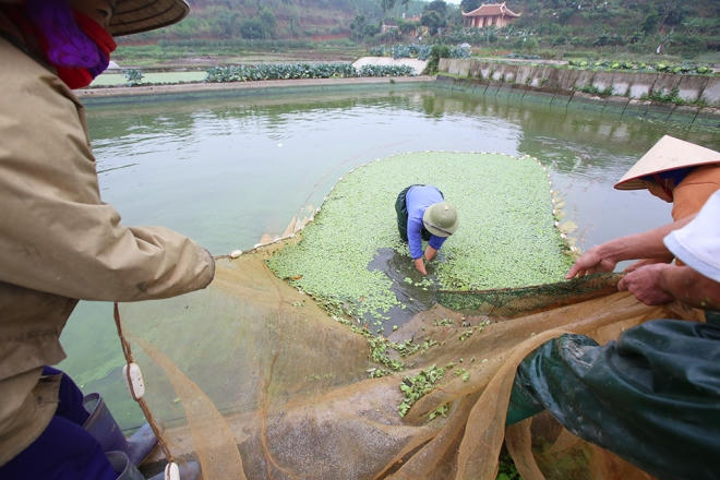 Từ ngày 17/12 âm lịch, cả làng Thủy Trầm nhộn nhịp bơm nước, kéo lưới, tát ao vớt cá chép, phục vụ người dân miền Bắc cúng ông Công, ông Táo (ngày 23/12 âm lịch).