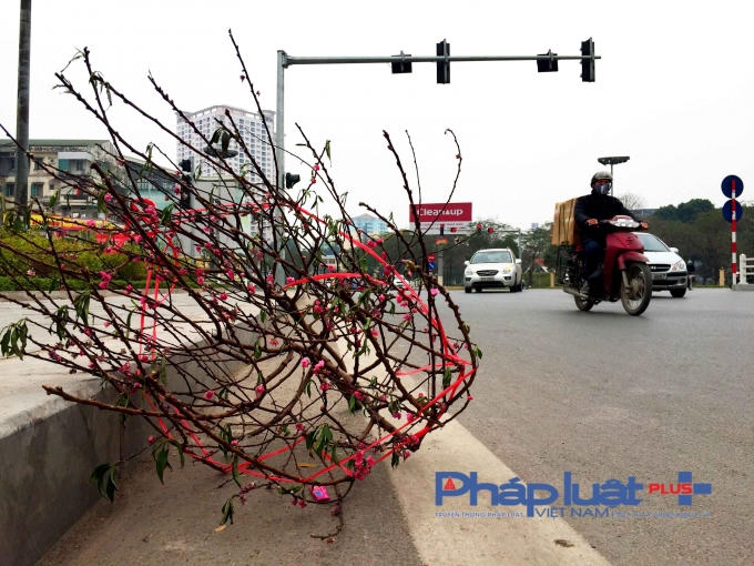 Một cành đào vứt chỏng chơ trên đường Đào Tấn.