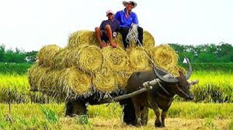Con trâu giúp người nông dân kéo lúa.
