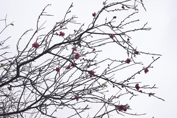 Những bông hoa đỏ thắm khoe sắc trên nền trời. Ảnh: Như Trường