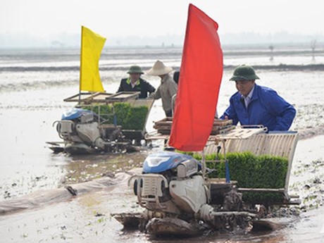 Chủ tịch UBND TP Hà Nội Nguyễn Đức Chung cùng cấy lúa xuân với nông dân.