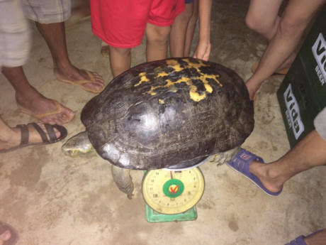 Con rùa "khủng" mà ông Sơn bắt được trên đường đi thắp hương.