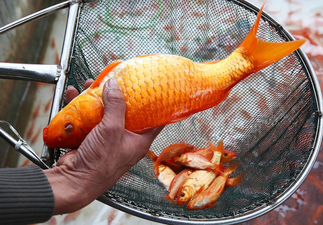 Vị Táo quân quanh năm ở trong bếp, biết hết mọi chuyện hay dở tốt xấu của gia đình. Để Táo quân “phù trợ” cho gia đình nhiều may mắn trong năm mới, người dân thường làm lễ tiễn đưa ông Táo về chầu trời rất cẩn trọng. Và một trong những đồ cúng không thể thiếu là cá chép, có thể cá sống hoặc cá giấy.