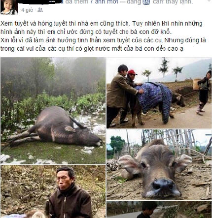 Facebook cá nhân của du khách chia sẻ về tình trạng trâu bò chết vì mưa tuyết.