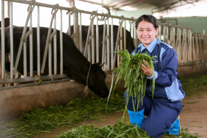 Trần Thị Thanh Thoan cho đ&agrave;n b&ograve; sữa trong trang trại ăn cỏ.