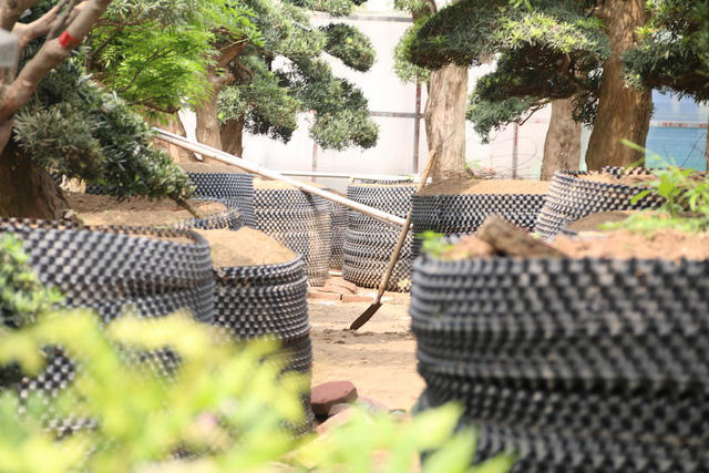 Mỗi cây tùng la hán Nhật Bản có đường kính khá lớn từ 30-80cm, cao từ 4-6m, tán lá đều, đối xứng đẹp mắt.