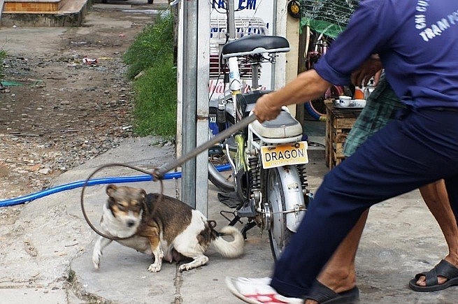 UBND TP Hà Nội chỉ đạo tăng cường bắt chó thả rông. (Ảnh minh họa)