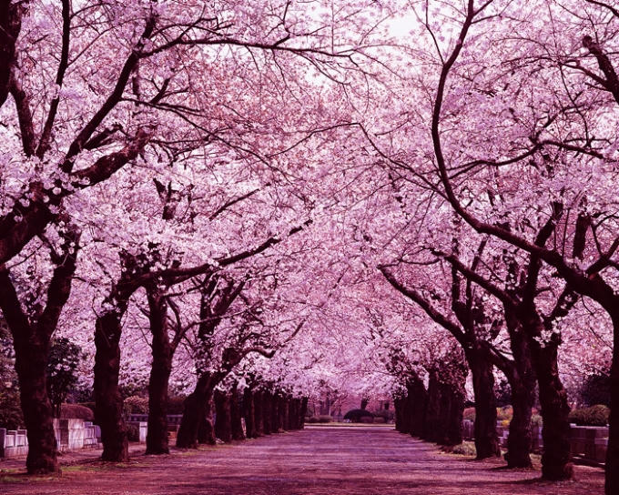 Những hàng cây hoa anh đào tuyệt đẹp ở Nhật. Ảnh: Internet