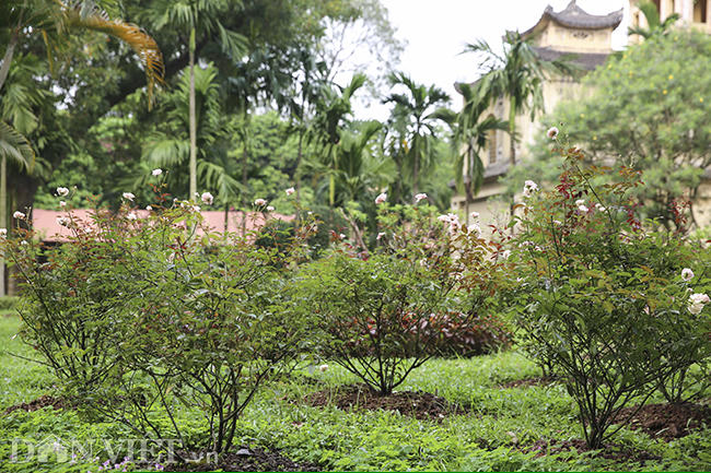 500 goc gong co bung no, khoe sac tai hoang thanh thang long hinh anh 8