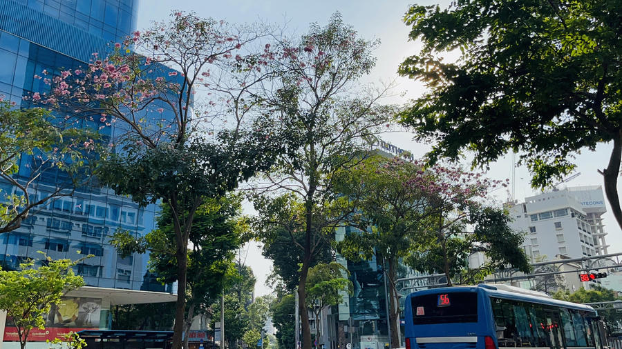 Hoa kèn hồng khoe sắc giữa thành phố nhộn nhịp