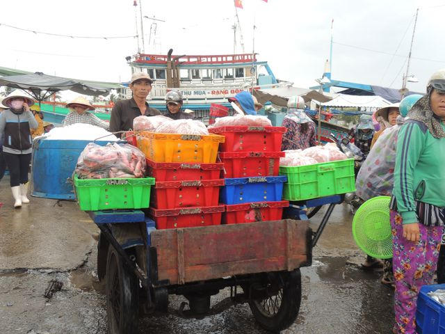Từ đây, cá về các chợ.