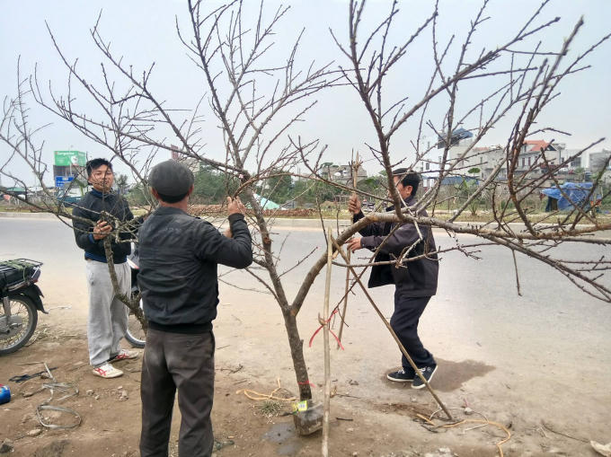 Những người chủ đang buộc một cành đào vừa bán cho khách.