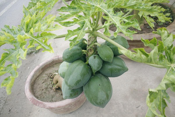 Ngoài loại cây ngũ quả, người làm cây còn tạo được loại cây đủ đủ tí hon với dáng thế khác nhau.