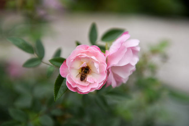 Ngoài các cây hồng đến từ Bulgaria, lễ hội sẽ trưng bày các cây hồng cổ của Việt Nam có độ tuổi từ vài chục năm trở lên, các cây hồng ngoại, hồng bonsai đẹp và sự xuất hiện của cây hồng cổ trên 200 tuổi.