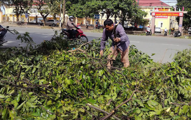 Chặt những cành có thể lấy được để làm củi mang về phơi khô.
