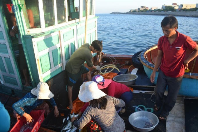 Việc mua cá không chỉ nhộn nhịp trên bờ mà còn diễn ra trên tàu cá khi tàu cập bờ.