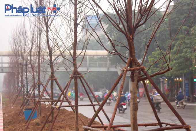 Hà Nội trồng Phong lá đỏ để tạo điểm nhấn trên đường Trần Duy Hưng