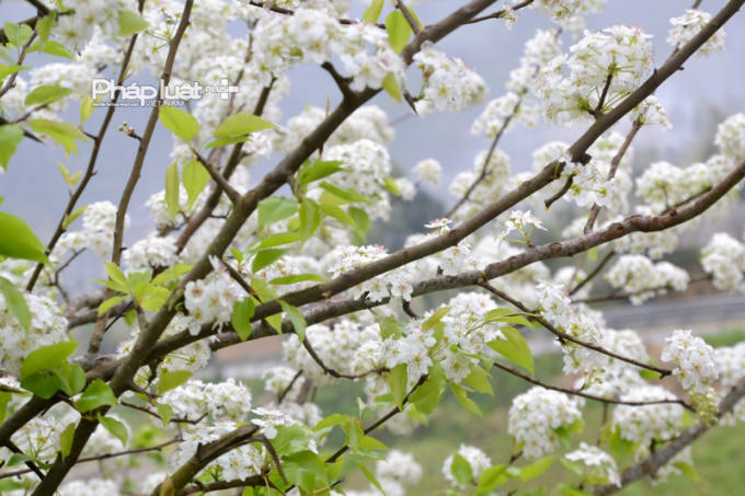 Photo: Hoa Đào, hoa Lê