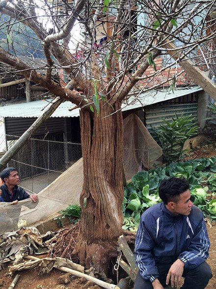 C&acirc;y đ&agrave;o rừng Sơn La g&acirc;y sốt to&agrave;n d&acirc;n chơi mấy ng&agrave;y qua