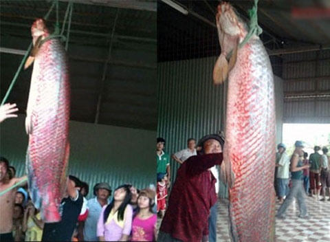 Ngày 29/1/2013, vợ chồng anh Phạm Văn Dẽo (huyện Phú Tân, An Giang) bắt được con cá huyết rồng dài 1,8 mét, chu vi thân 85 cm, nặng gần 70kg, vẩy lấp lánh màu đỏ.