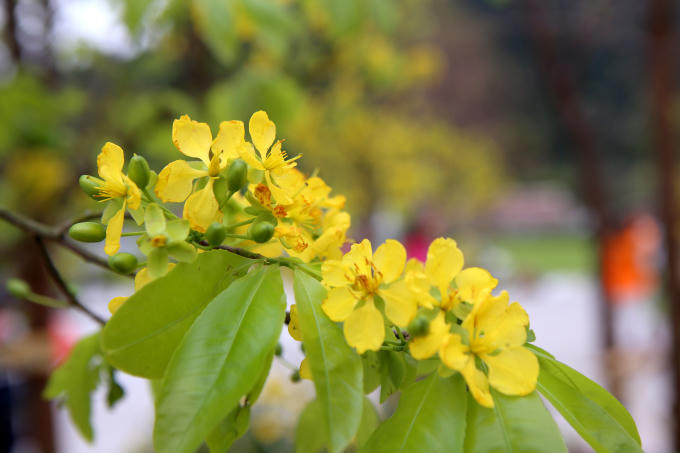 Rực rỡ sắc hoa Anh Đ&agrave;o giữa n&uacute;i rừng Y&ecirc;n Tử