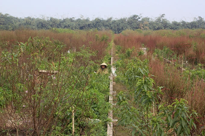 Những năm trở lại đây, người dân trồng đào ở Nhật Tân thường đứng ngồi không yên trước thời tiết thất thường mỗi vụ Tết đến, xuân về