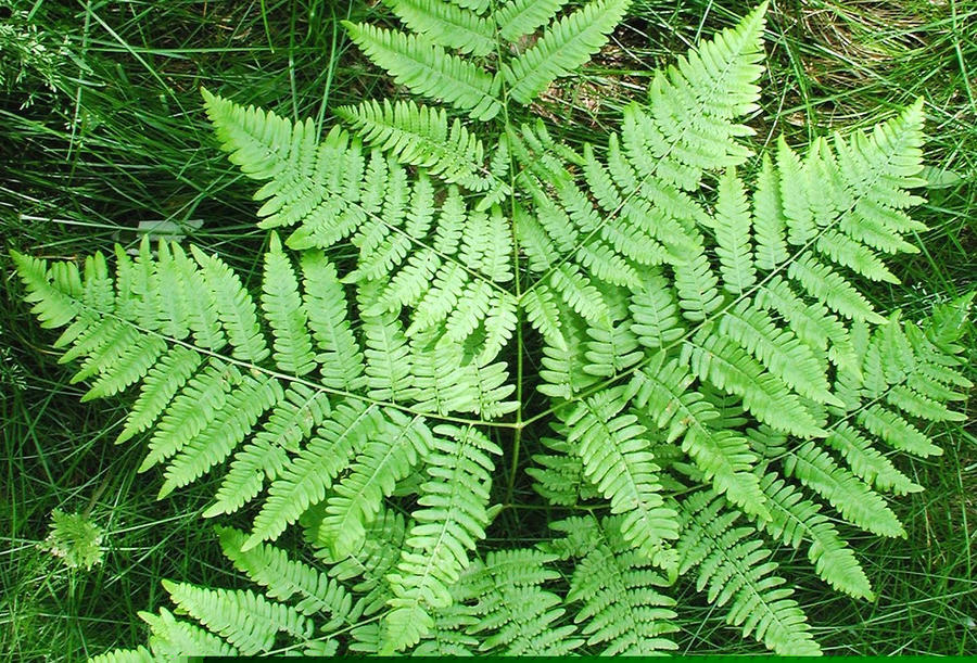Dương xỉ diều hâu - Pteridium aquilinum.