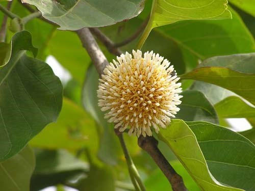 Qủa gáo là gia vị không thể thiếu của món cá kho gáo.