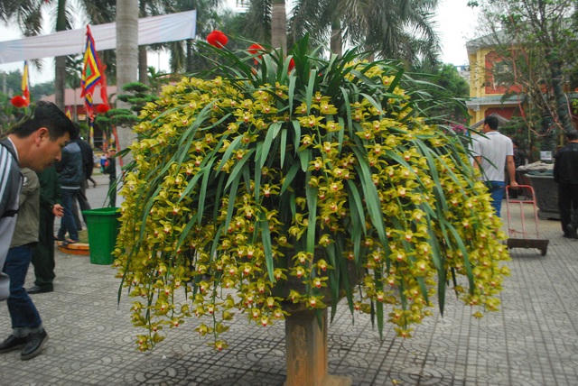  Hoa địa lan Trần Mộng Sa Pa có hoa đẹp, hương thơm quyến rũ và 2 - 3 tháng hoa mới tàn.