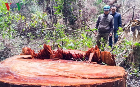 Một cây Chua Khét đường kính khoảng 60cm bị nhân viên Công ty Lâm nghiệp Đăk Roong thuê người cưa hạ xuống đường tuần tra bảo vệ rừng..