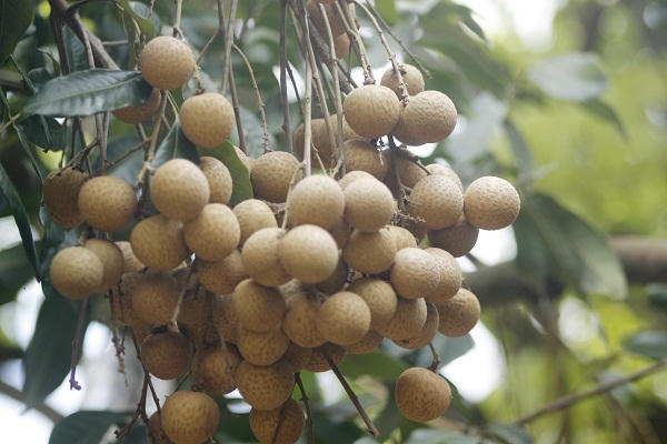 Hưng Yên: “Không có chuyện người dân dùng lưu huỳnh để xông làm vàng quả, sáng mã cho nhãn”