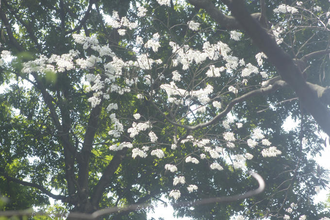 Những chùm hoa sưa lung linh dưới ánh nắng của mùa xuân.