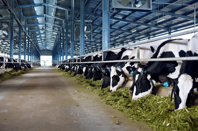 Vinamilk hiện đang có 10 trang trại trong đó có 7 trang trại theo chuẩn Global G.A.P trang bị công nghệ cao, khép kín từ đồng cỏ đến trang trại và 3 trang trại khác đang được công ty xây dựng.