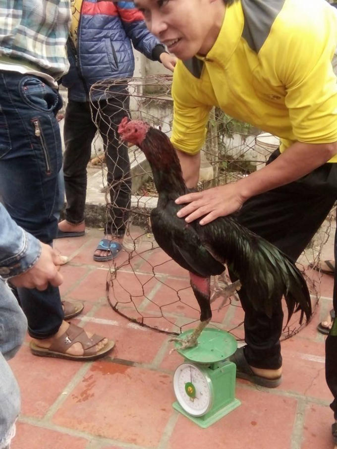 Cân gà để chọn những con cùng hạng cân thi đấu với nhau.