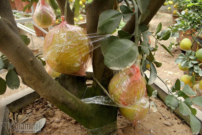 Cây bưởi có thế Tam Đa, tượng trưng cho Phúc - Lộc - Thọ.