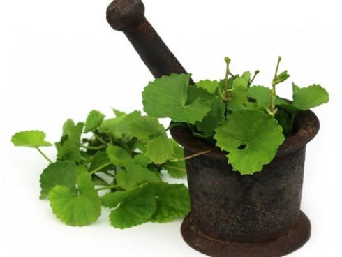 Rau má kích da trắng hồng tự nhiên