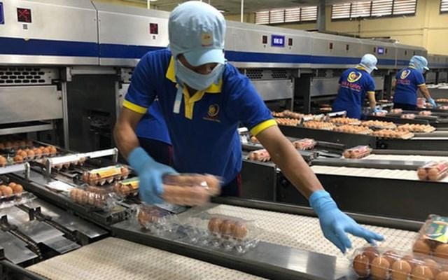 Hình ảnh lao động sản xuất tại trang trại trứng sạch của Công ty CP Ba Huân.