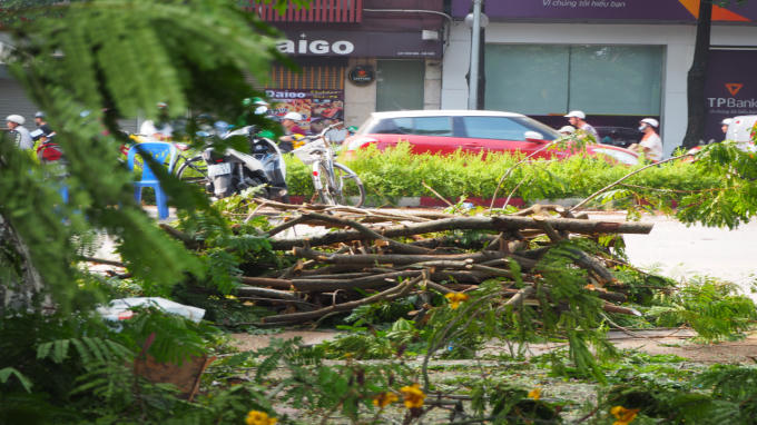 Hà Nội: Bắt đầu chặt hạ, đánh chuyển 130 cây xanh trên đường Kim Mã