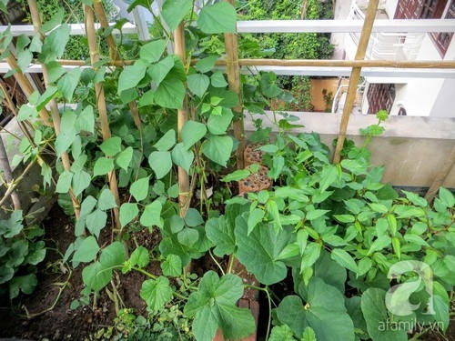 Vườn rau xanh rộng 25m&sup2; m&ugrave;a n&agrave;o thứ ấy của &ldquo;L&atilde;o N&ocirc;ng Phố&rdquo; ở H&agrave; Nội