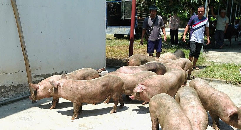 Đàn lợn không rõ nguồn gốc bị lực lượng Công an xã Đức Long phát hiện, bắt giữ. (Ảnh: Báo Cao Bằng).