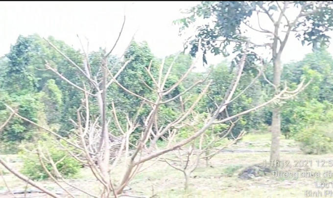 Hình ảnh cây trồng chết dần vì nước xả thải ngấm vào đất.