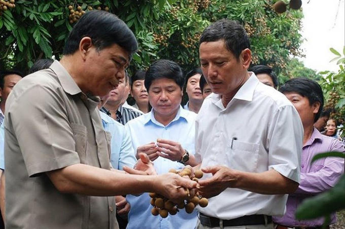 Bộ trưởng NN&amp;PTNT Nguyễn Xuân Cường đề nghị Hưng Yên lên các kịch bản tiêu thụ nhãn đang đến vụ thu hoạch rộ.