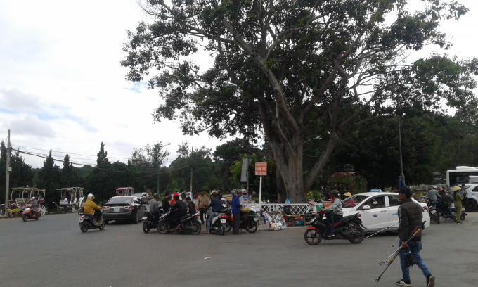 "Cò đặc sản" tập trung trước cổng Vườn hoa TP Đà Lạt.