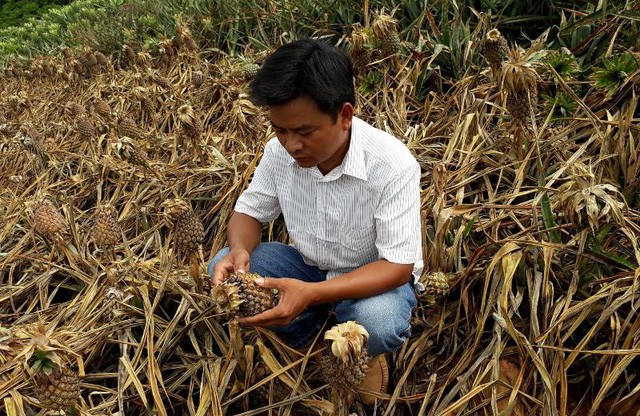 Vườn dứa của anh Mạnh bị kẻ xấu phun thuốc diệt cỏ.