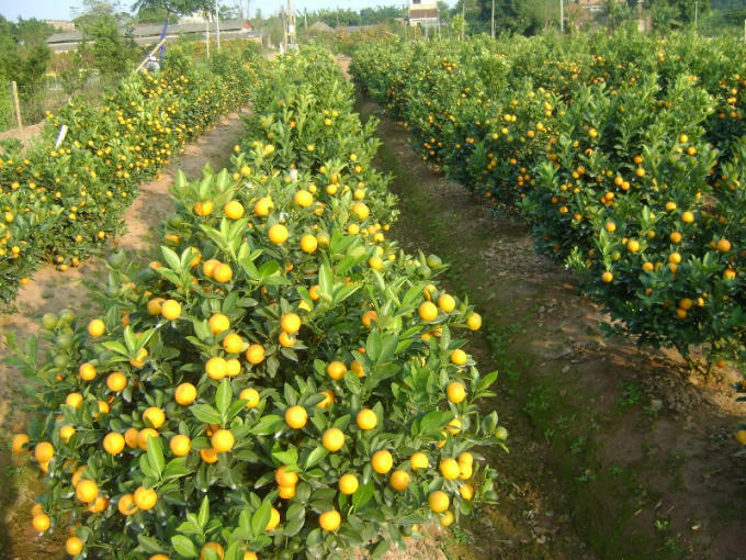Ngoài hoa hồng, hoa cúc, quất cảnh cũng đang cùng khoe sắc tại làng hoa Phù Vân.