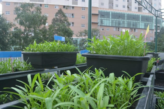 Vườn rau giúp các em học sinh nhận biết và làm quen với các loại rau, cây trồng đời thường.