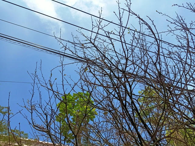 cành nhánh nụ mai chi chít