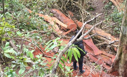 Ảnh: Hưng Thơ (Lao Động)